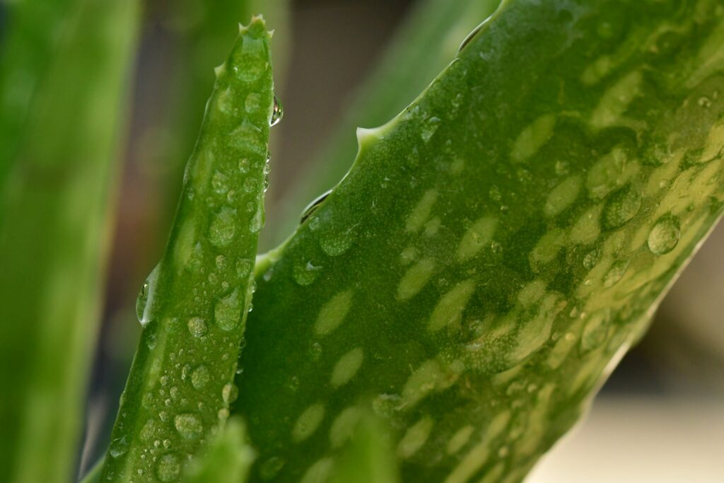 Aloe Vera Gezichtscrème Man | Mannenverzorging met Natuurlijke Ingrediënten