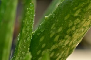 aloe vera gezichtscreme man